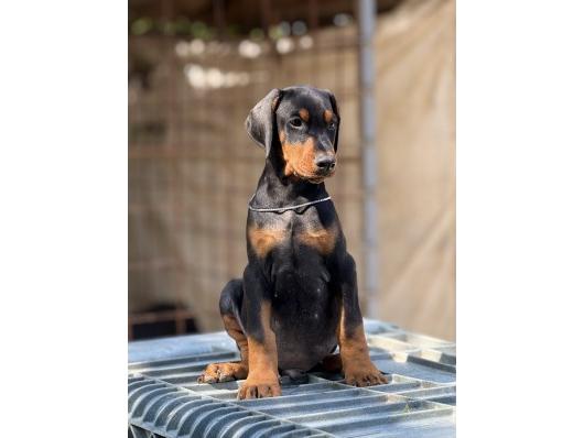 Doberman